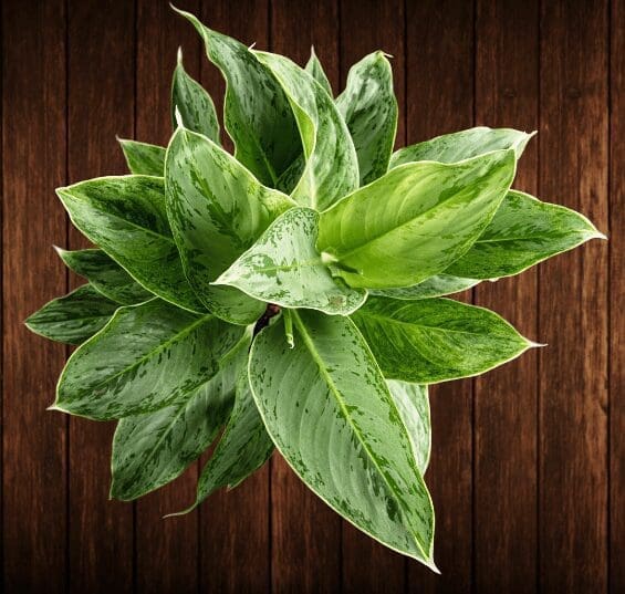 Chinese evergreen Chinese evergreen