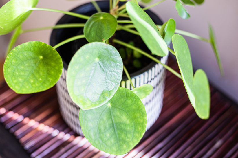 Chinese money plant Chinese money plant