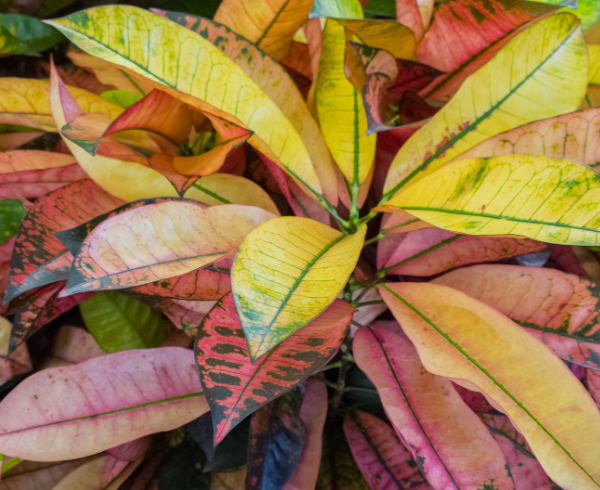 Codiaeum Codiaeum