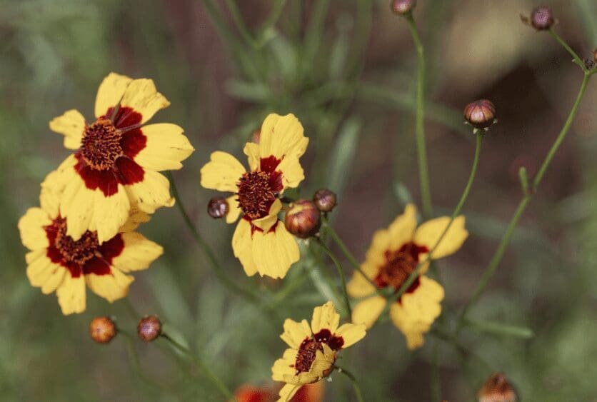 Coreopsis Coreopsis