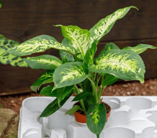 Dieffenbachia Dieffenbachia