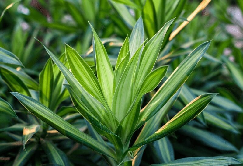 Dracaena Dracaena