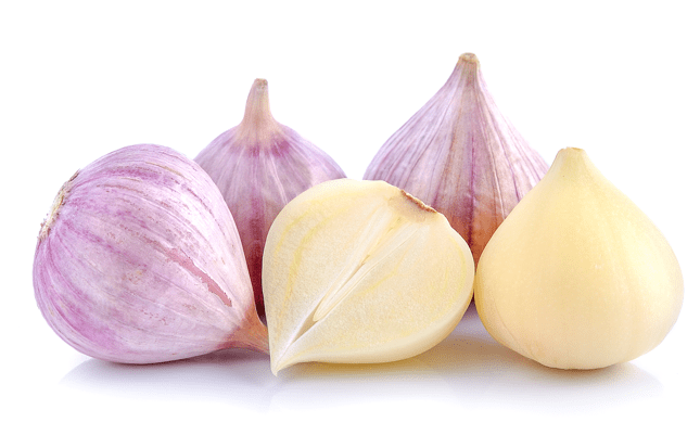 Elephant Garlic Elephant Garlic