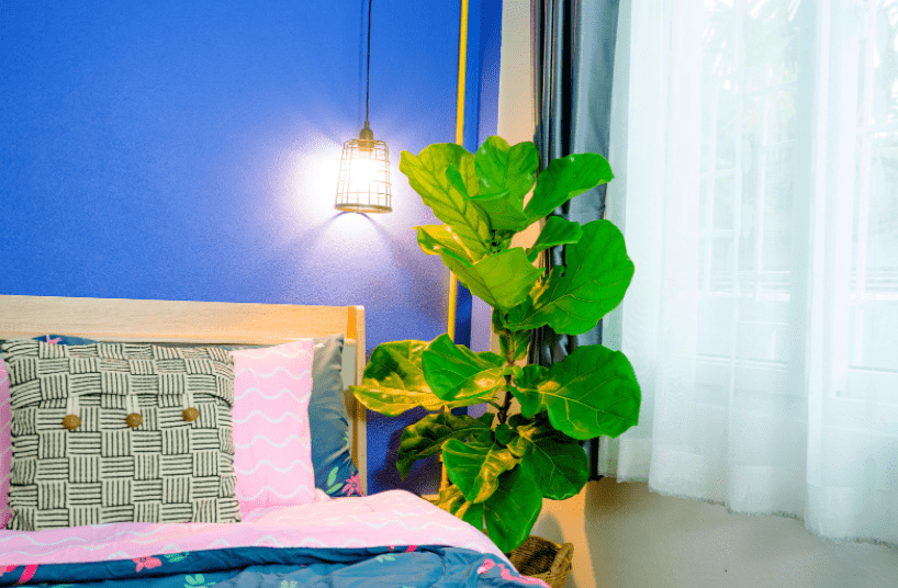 Fiddle-Leaf Fig Fiddle-Leaf Fig