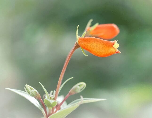 Goldfish Flower Goldfish Flower