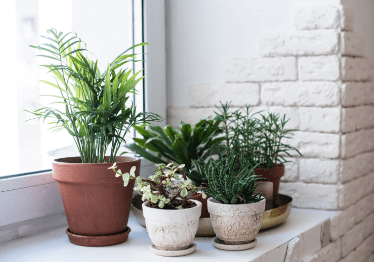 Popular Houseplants Popular Houseplants