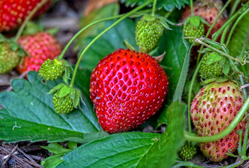 How To Grow Your Own Strawberries How To Grow Your Own Strawberries