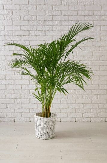 Indoor Areca Palm Indoor Areca Palm
