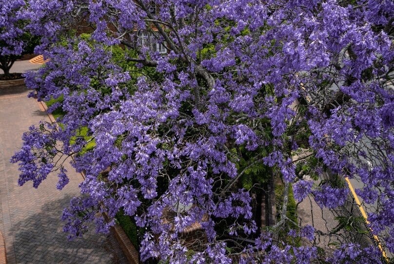 Jacaranda Trees Jacaranda Trees