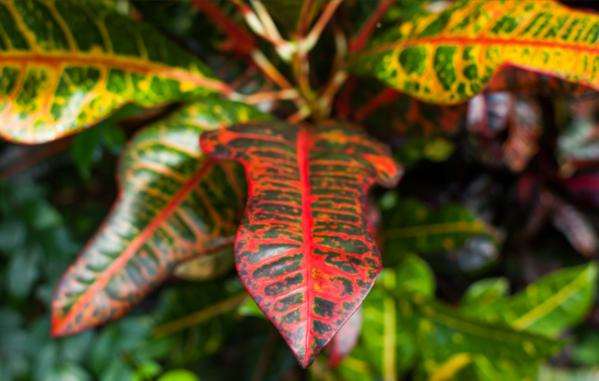 Jamaican Croton Jamaican Croton