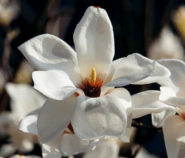 KOBUS MAGNOLIA KOBUS MAGNOLIA