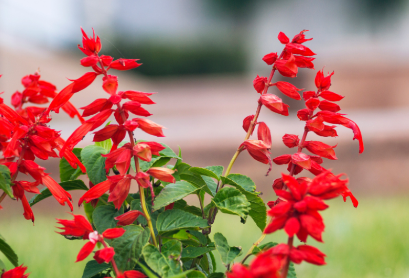 Lady In Red Salvia Salvia Coccinea Lady In Red Salvia Salvia Coccinea