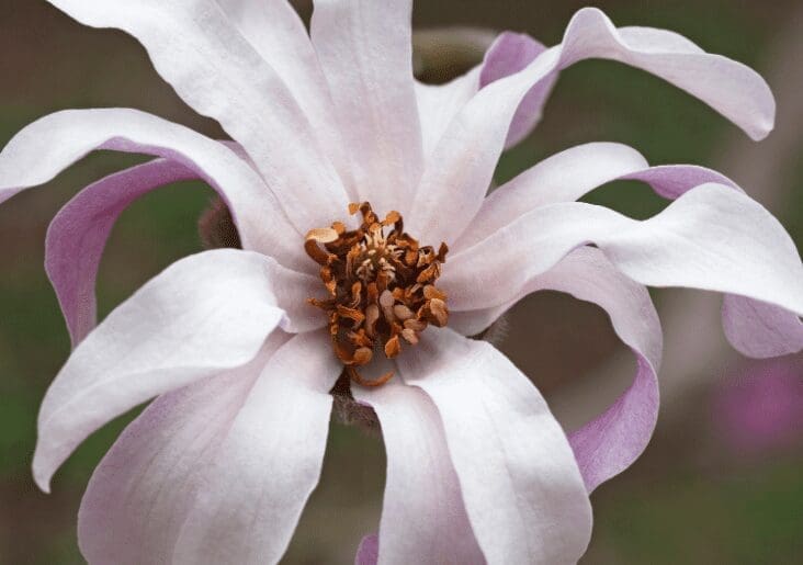 Leonard Messel loebner magnolia Leonard Messel loebner magnolia