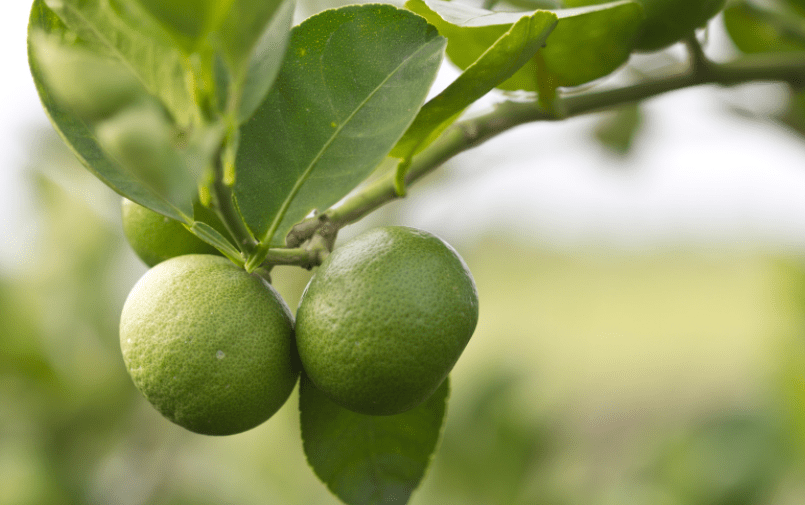 How To Grow A Lime Tree How To Grow A Lime Tree