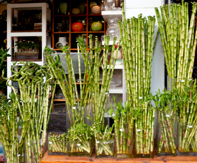 Lucky Bamboo Lucky Bamboo