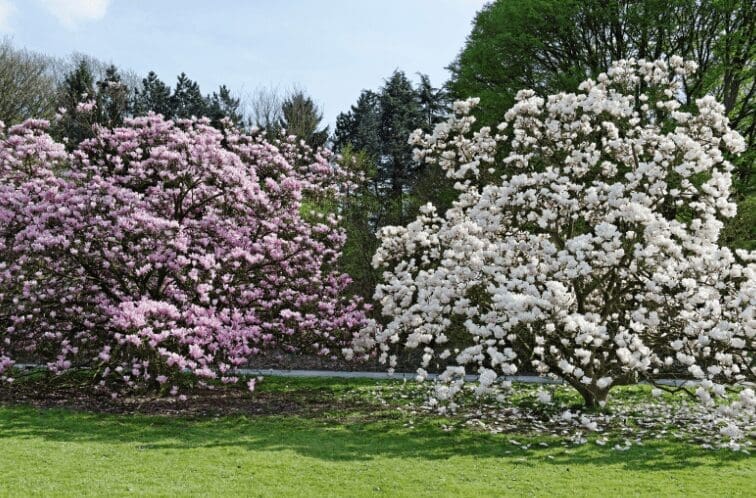 Magnolia Trees Magnolia Trees