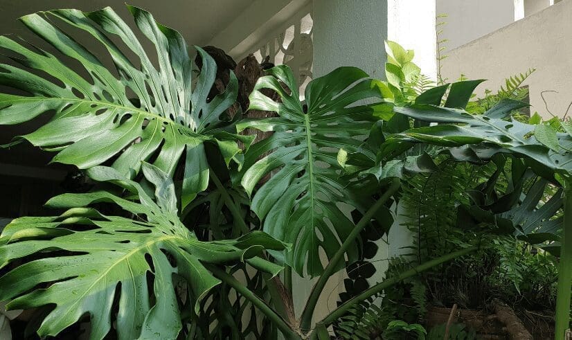 Monstera Monstera