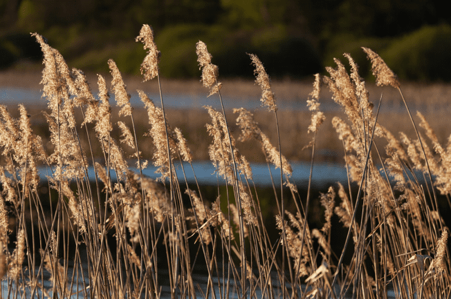 Pampas grass Pampas grass
