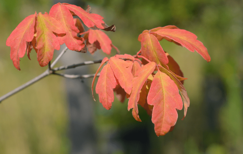 Paperbark Maple Paperbark Maple