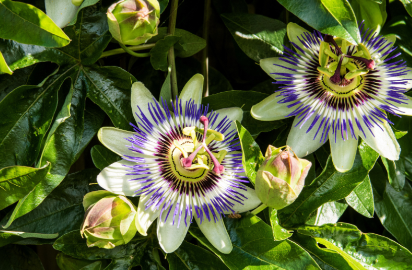 Passiflora caerulea Passiflora caerulea