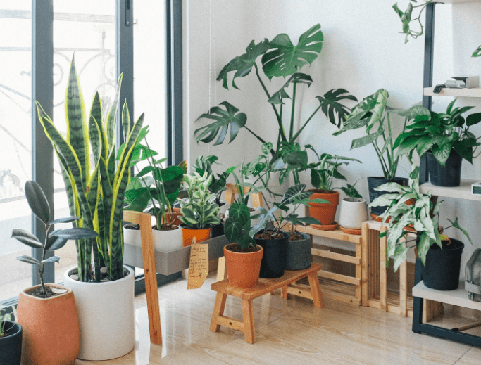 Plant Stand Indoors Plant Stand Indoors