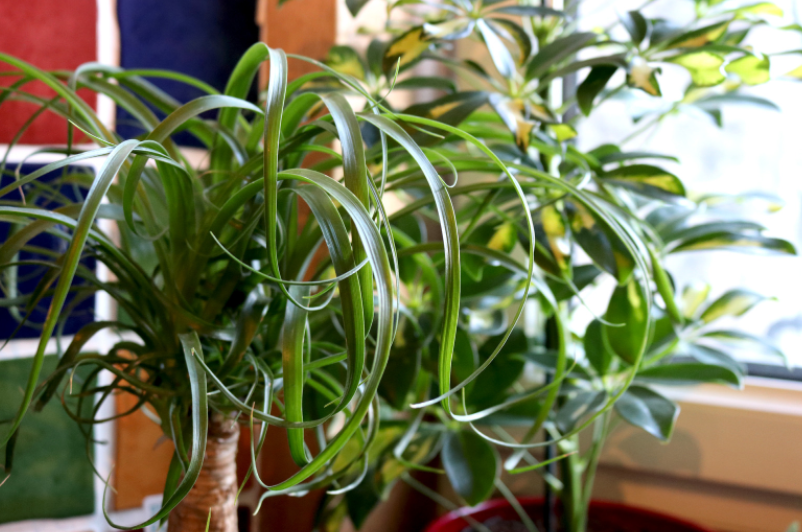 Ponytail Palm Ponytail Palms