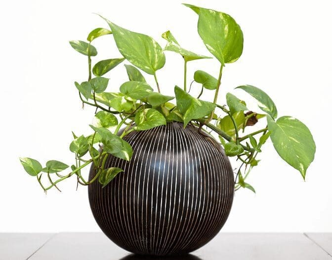 Pothos Pothos
