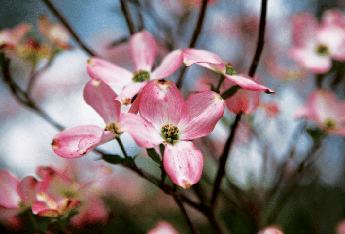 Red Dogwood Red Dogwood