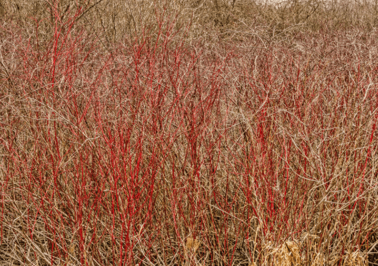 Red Twig Dogwood Red Twig Dogwood