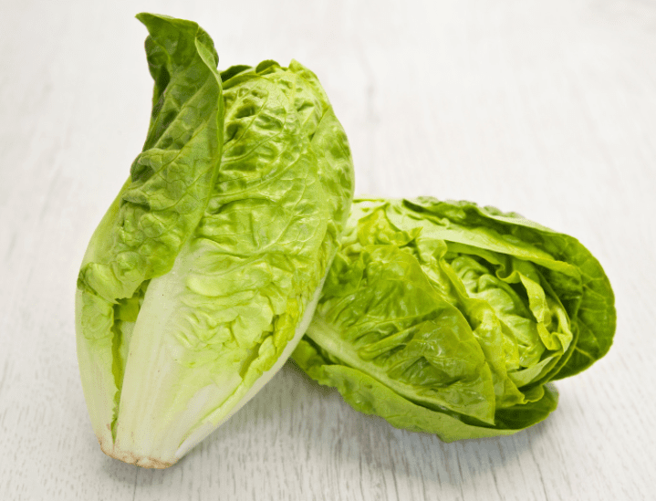 Romaine Lettuce Romaine Lettuce