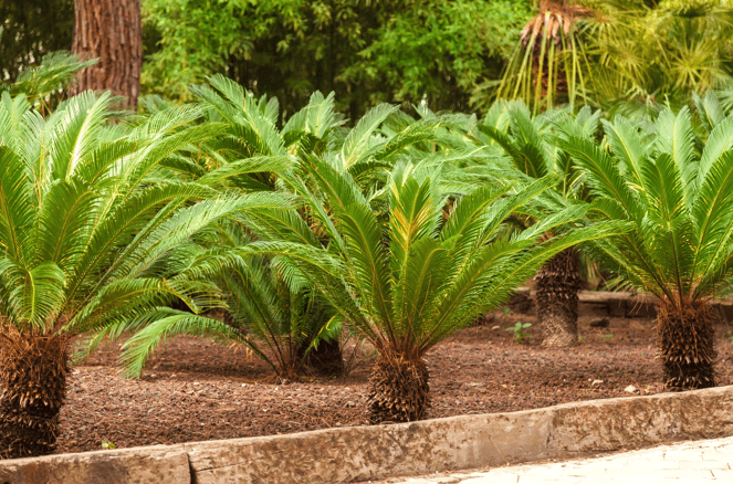 Sago Palm Sago Palm