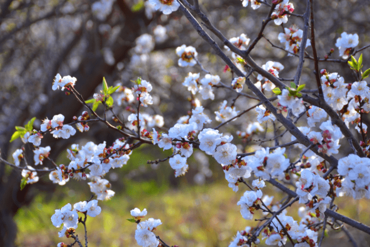 Small flowering trees Small flowering trees