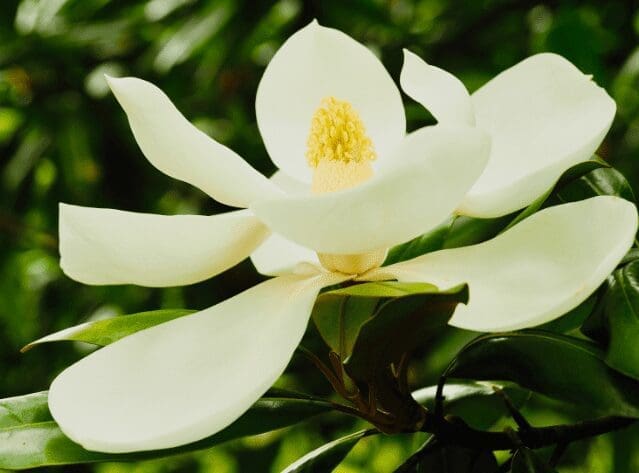 Southern Magnolia Southern Magnolia