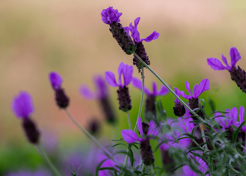 Spanish Lavender Spanish Lavender