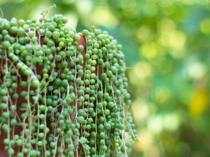 String Of Perls Plant String Of Perls Plant