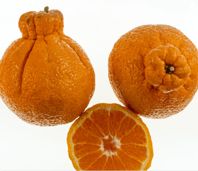Sumo Oranges Sumo Oranges