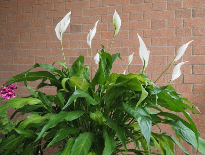 The Peace Lily or Spathiphyllum The Peace Lily or Spathiphyllum