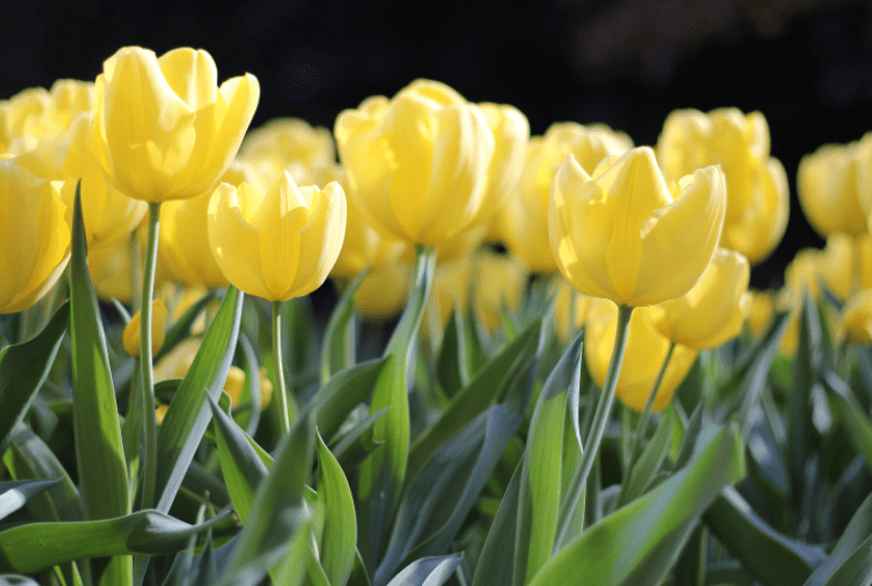 Tulip Flowers Growing Tulip Flowers Growing