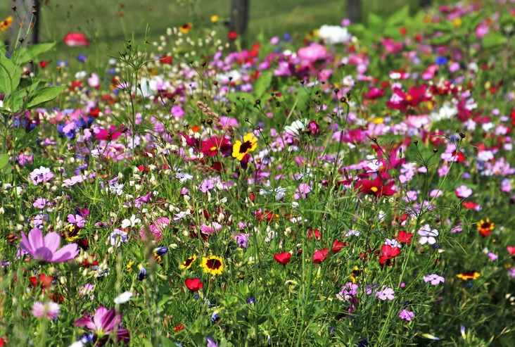 Wildflower Wildflower