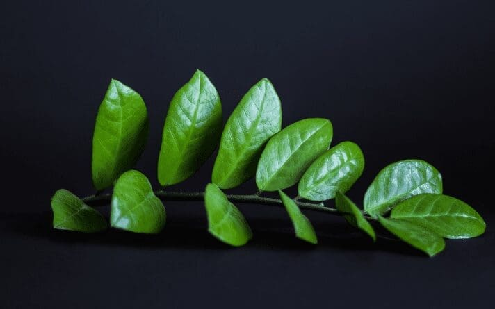ZZ Plant ZZ Plant