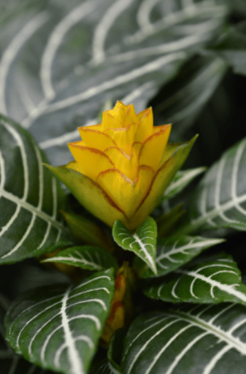 Zebra Plant - Aphelandra Zebra Plant - Aphelandra