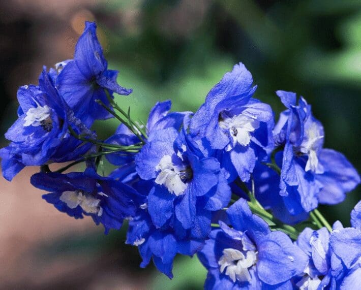 purple rocket larkspurs purple rocket larkspurs