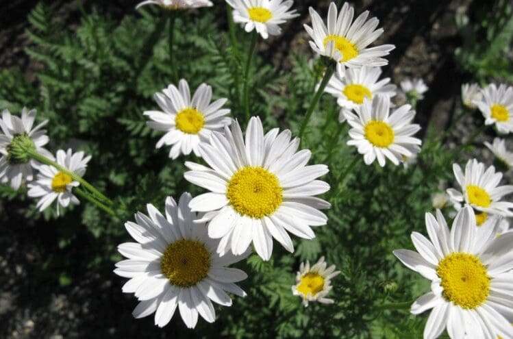 white oxeye daisies white oxeye daisies