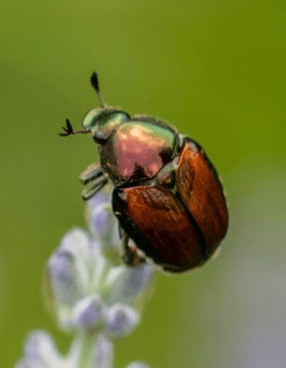 A picture of a June Bug On Lavender A picture of a June Bug On Lavender