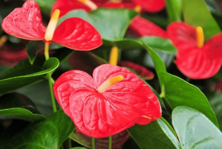 Anthurium Anthurium