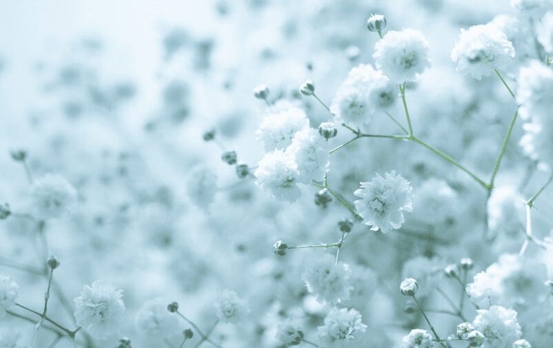 Baby’s breath Baby’s breath