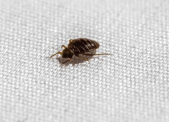 Bed Bug Bed Bug