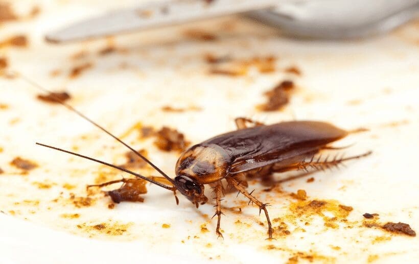 Bed Bugs Vs Cockroaches Bed Bugs Vs Cockroaches