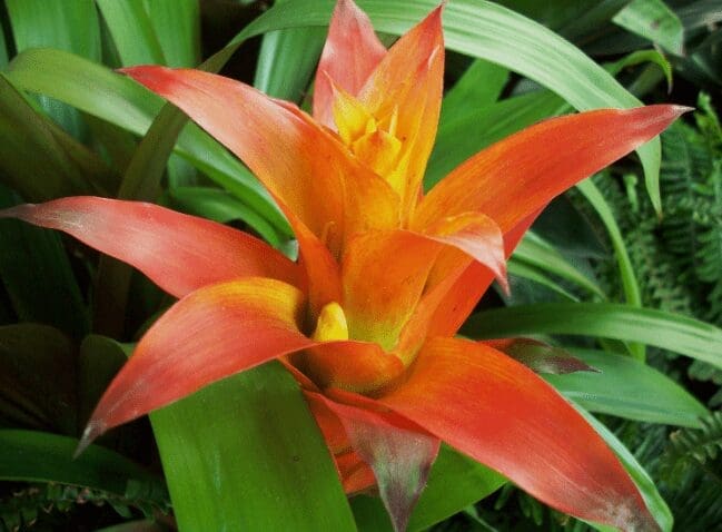 Bromeliad Bromeliad