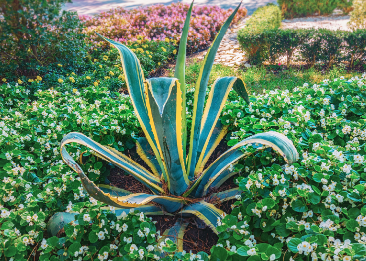 Century plant Century plant